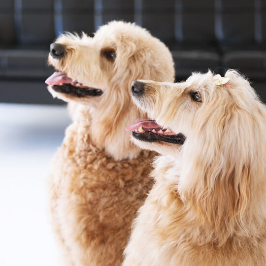 犬