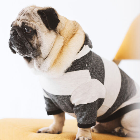 犬