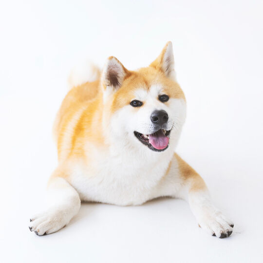 犬