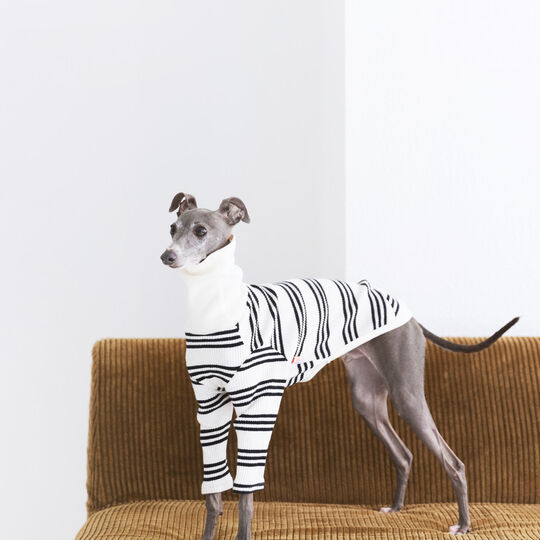 犬