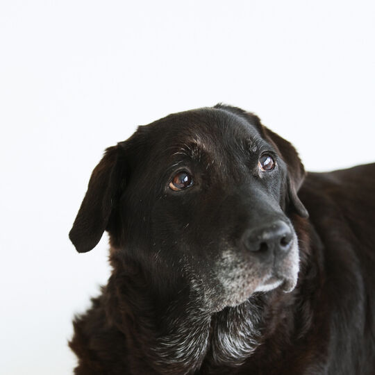 犬