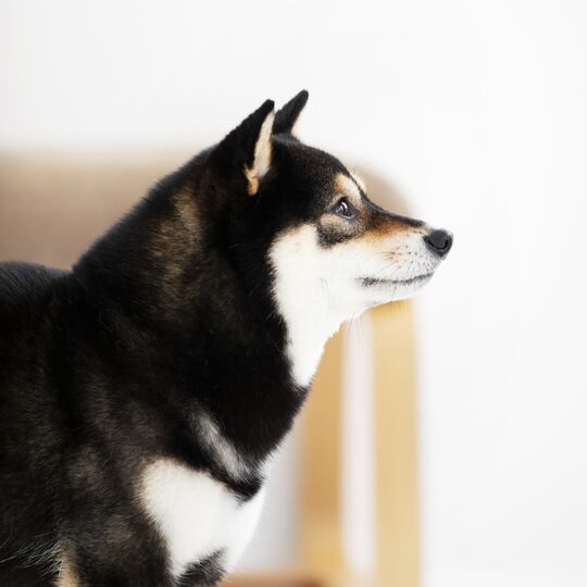 20210605_coco_027
