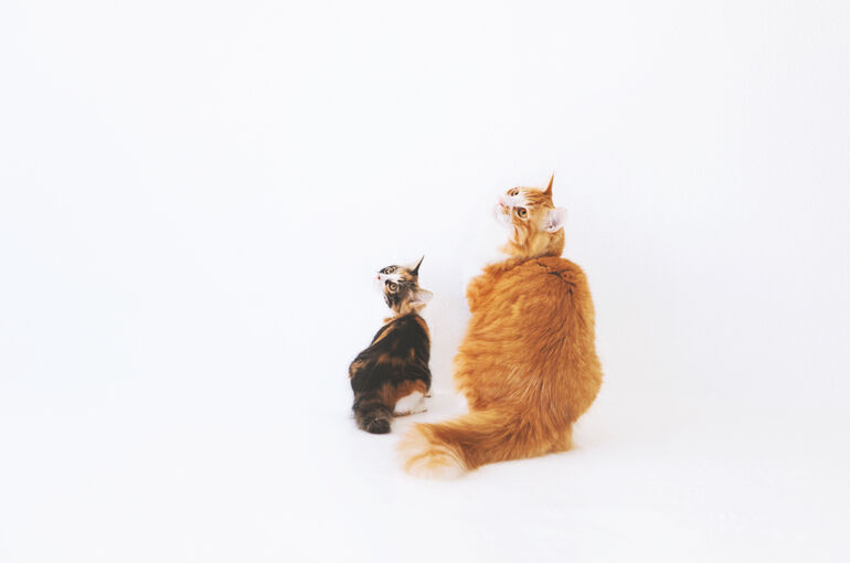 猫