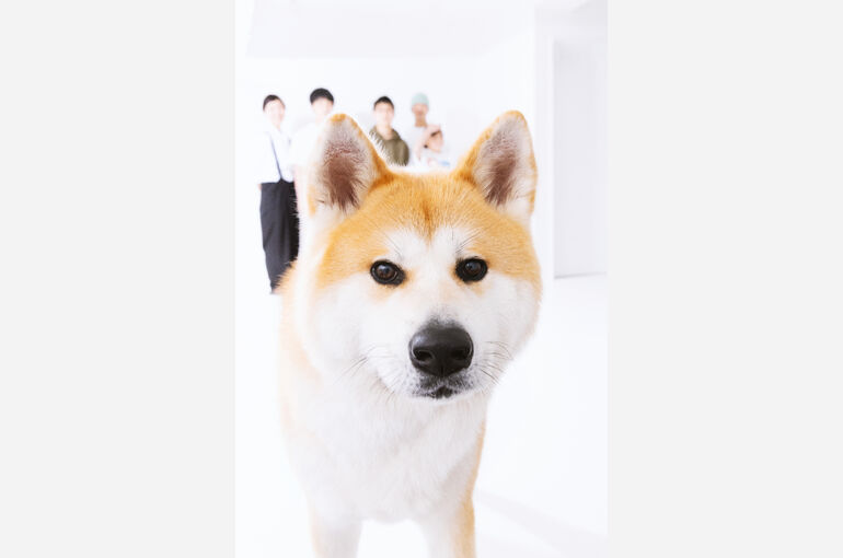 秋田犬