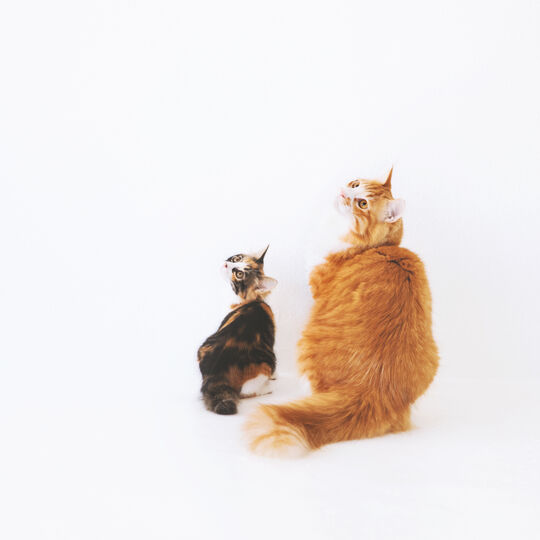 猫