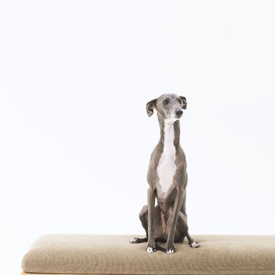 犬