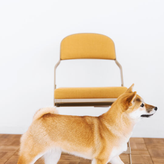 犬