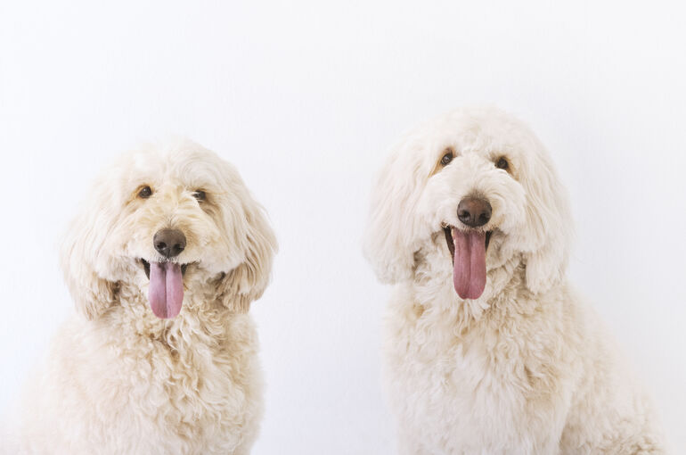 犬