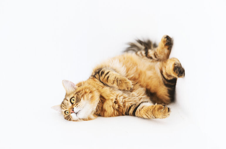 猫