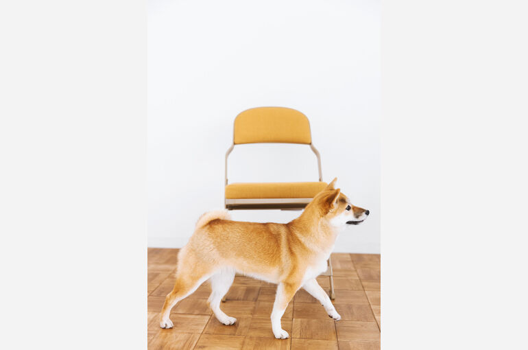 犬