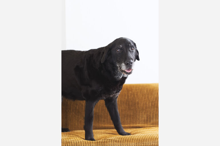 犬