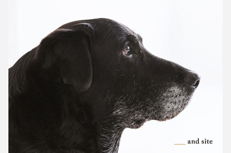 犬