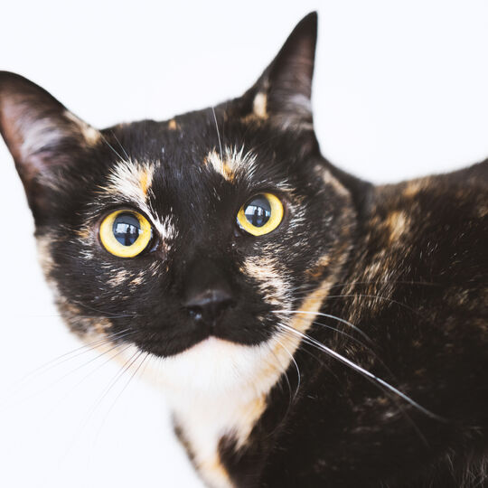 猫