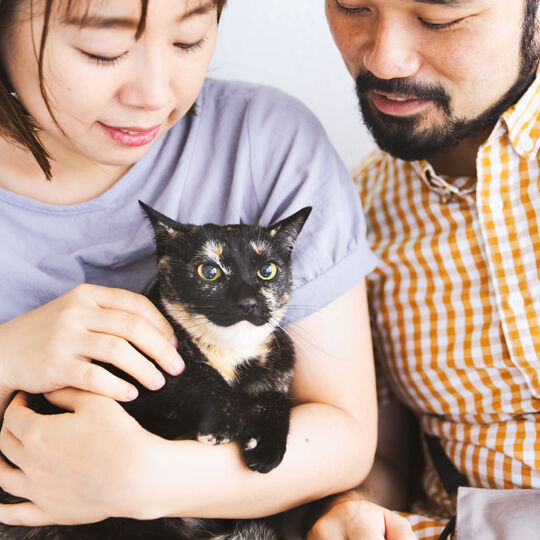 猫