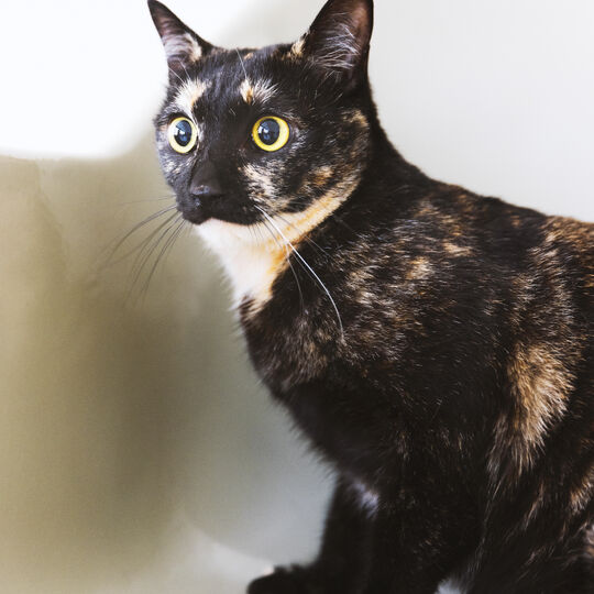 猫