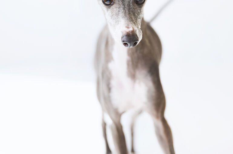 犬