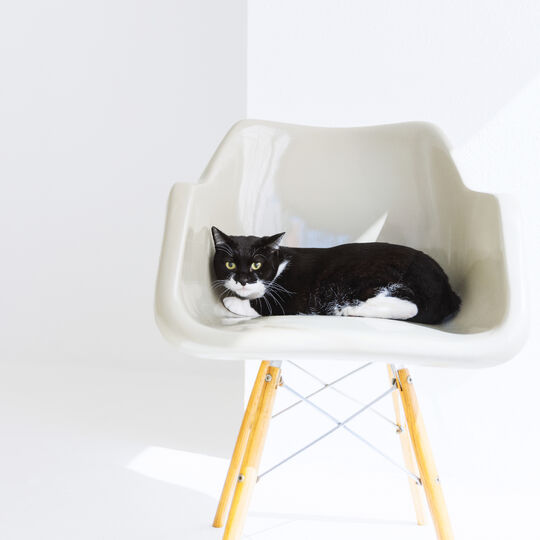 猫