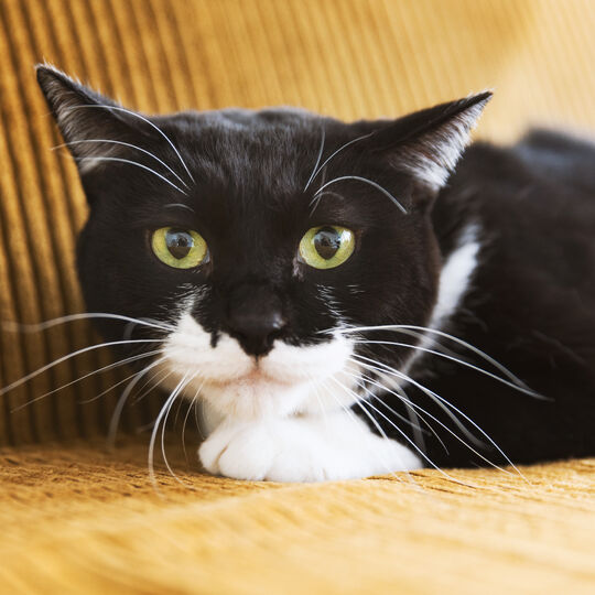 猫