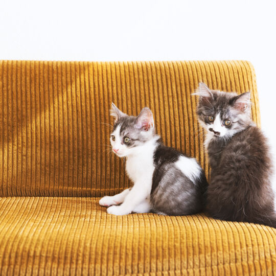 猫