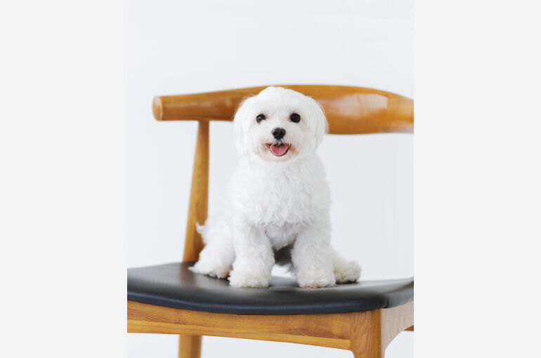 犬