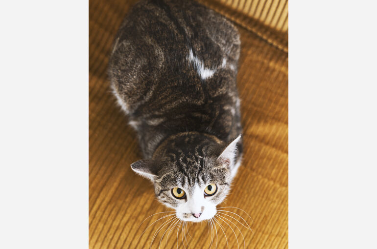 猫