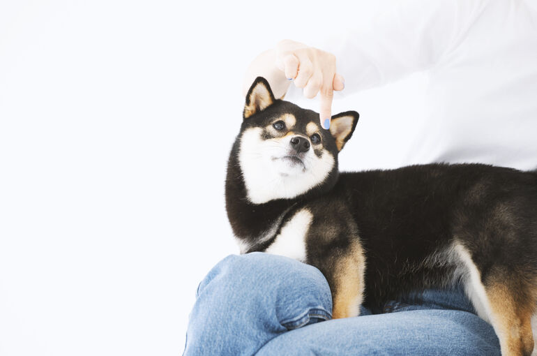 柴犬