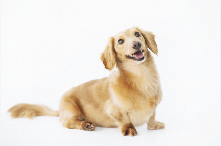 犬