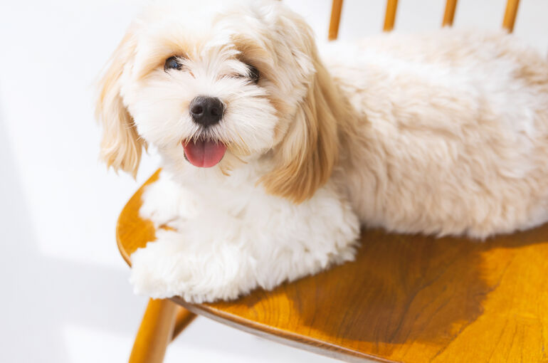 犬