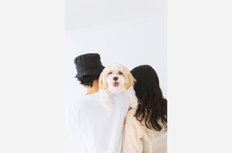犬