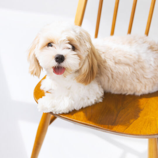 犬