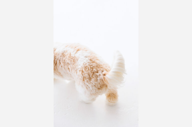犬
