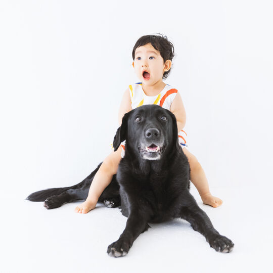 犬