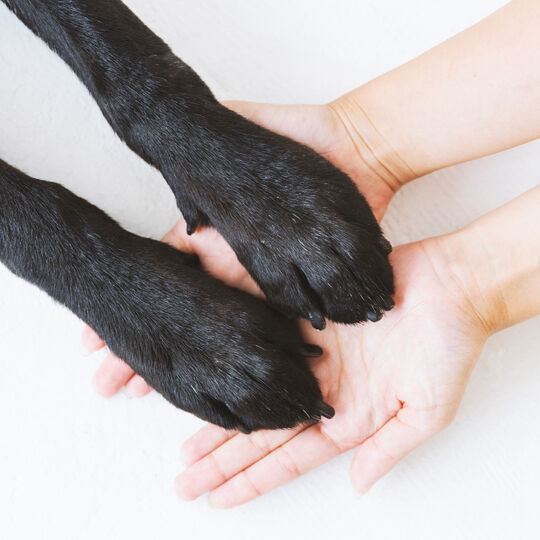 犬