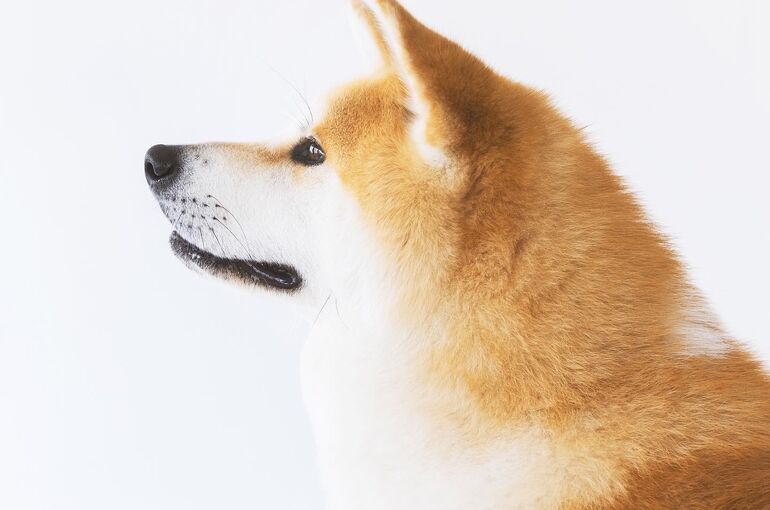秋田犬