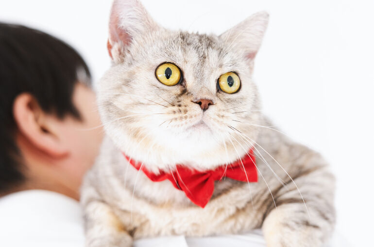 猫
