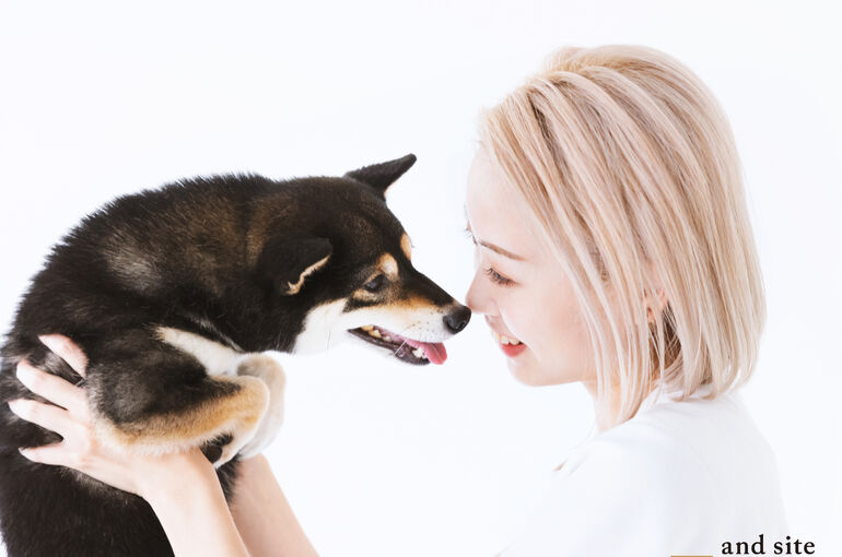 柴犬