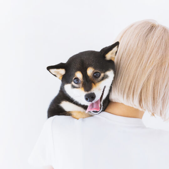 犬