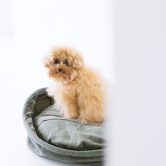 犬