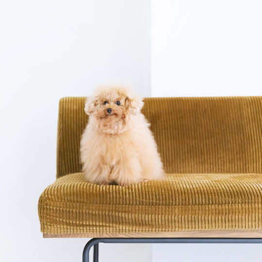 犬