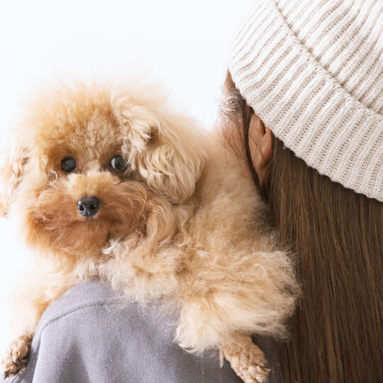 犬