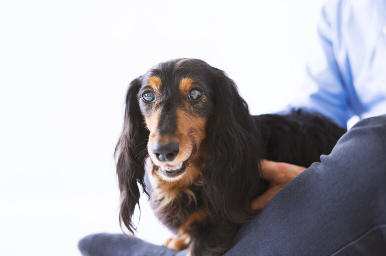 犬