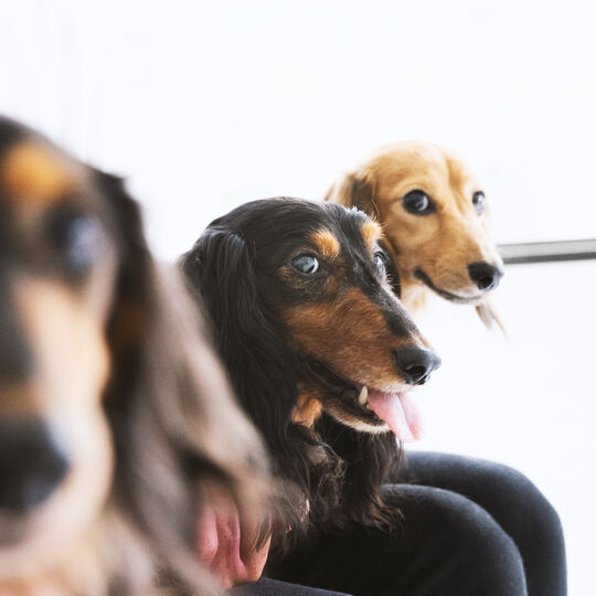 犬