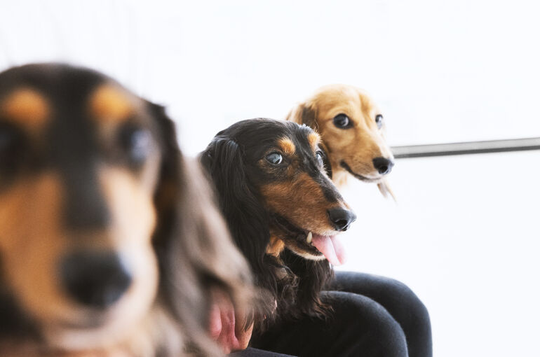 犬