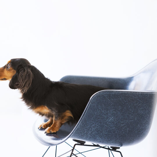 犬