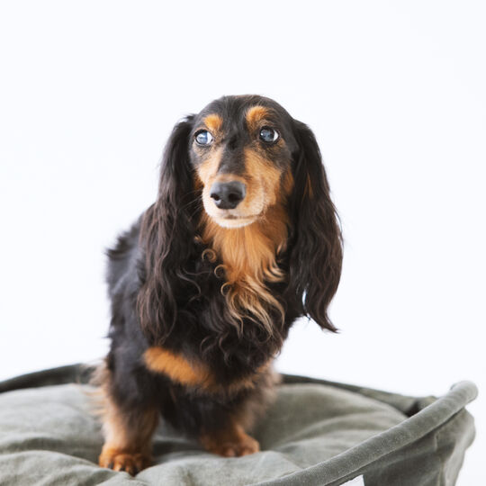 犬