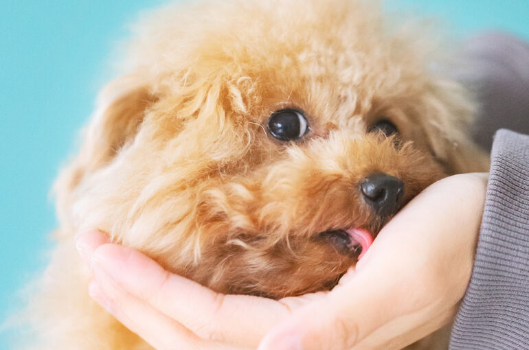 犬