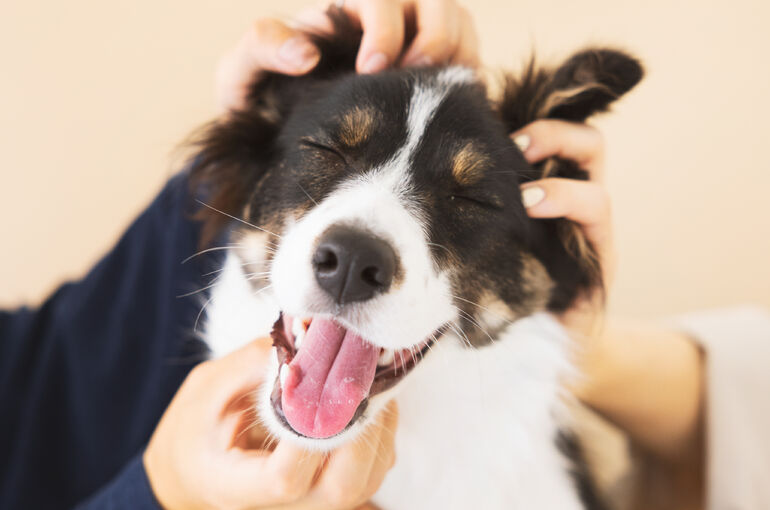 犬