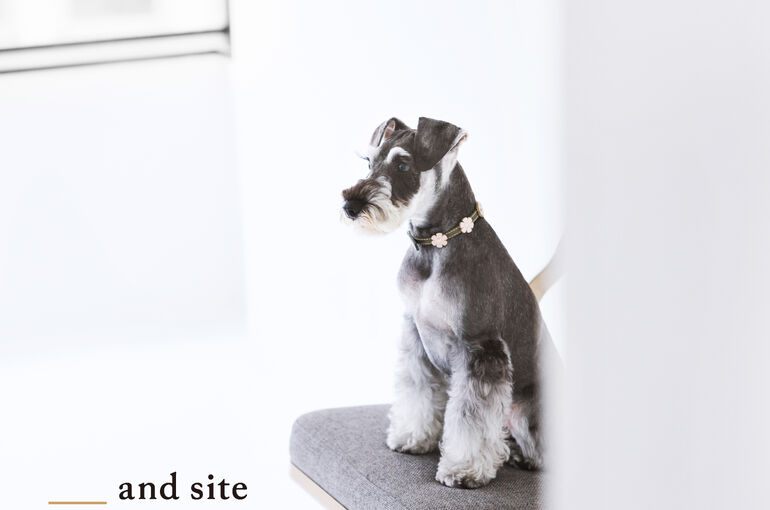 犬