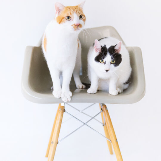 猫