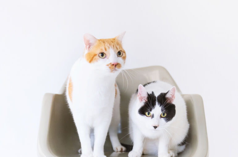 猫